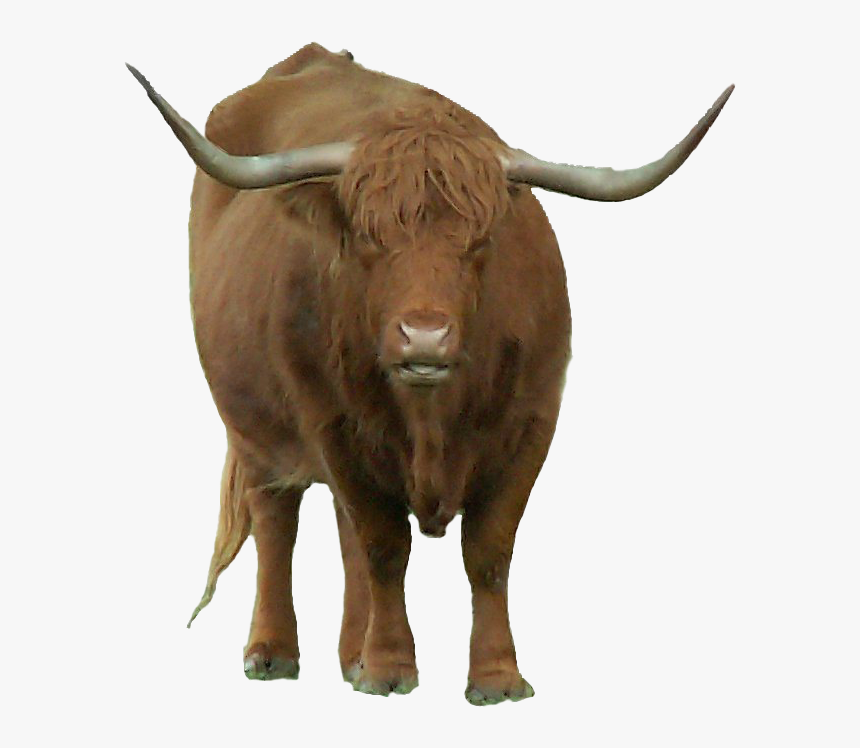 Real Bison Transparent - Bull, HD Png Download, Free Download