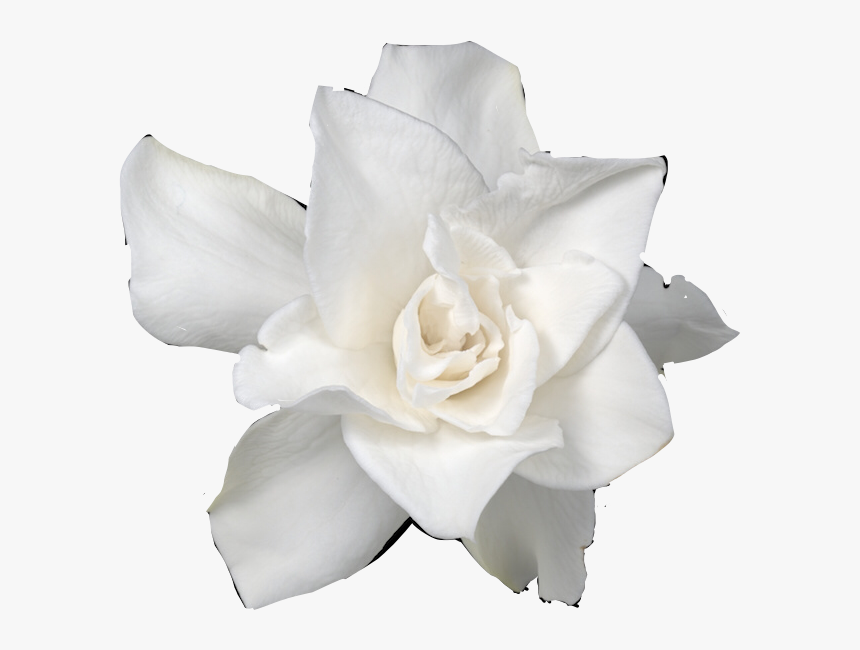 Ftstickers Flower Gardenia Freetoedit - Gardenia Black And White, HD Png Download, Free Download