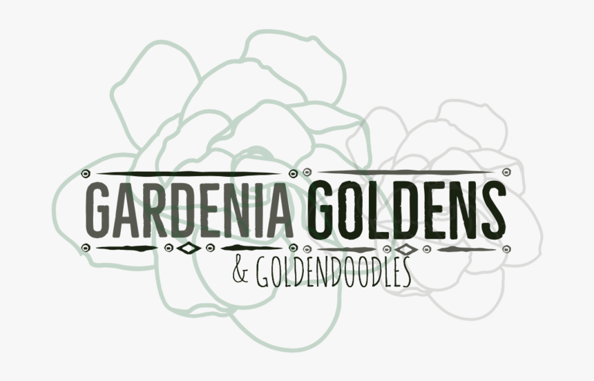 Gardenia Goldens-3, HD Png Download, Free Download