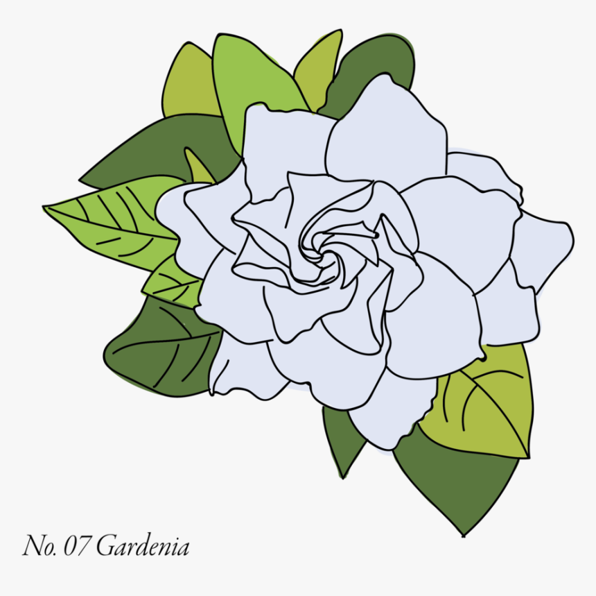 Gardenia-07 - Datura, HD Png Download, Free Download