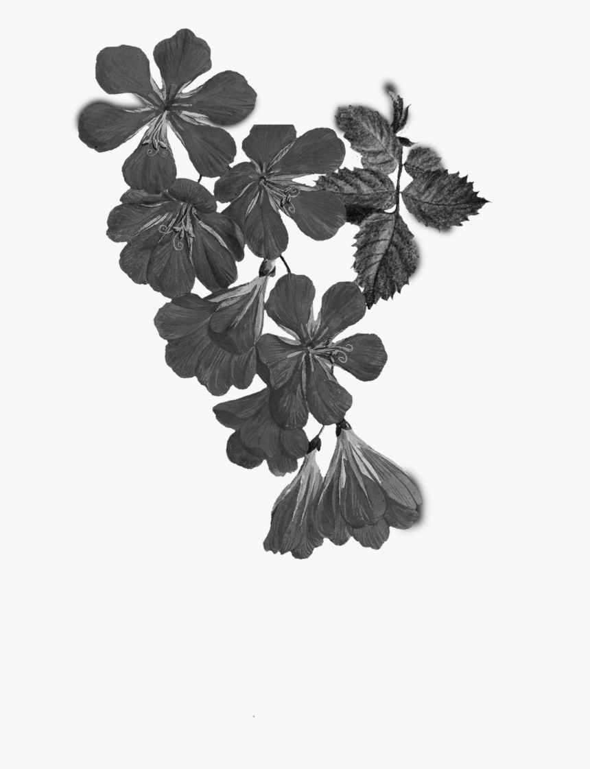Maidenhair Tree, HD Png Download, Free Download