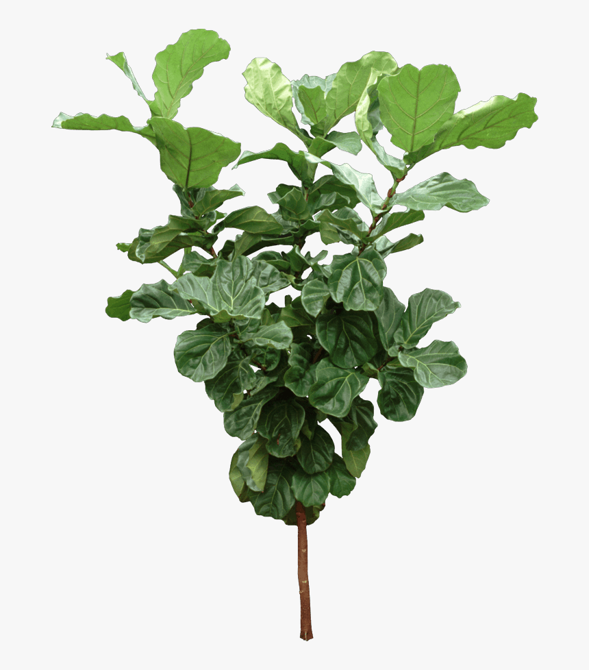 Houseplant, HD Png Download, Free Download