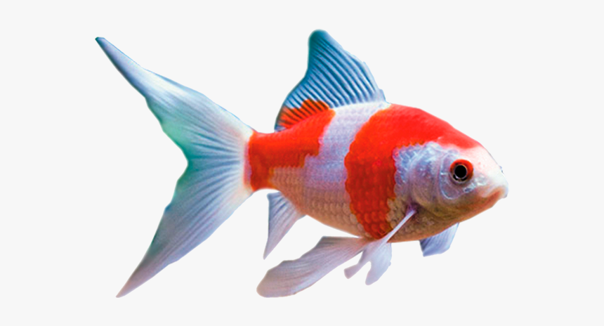 Red And White Comet Fish, HD Png Download, Free Download