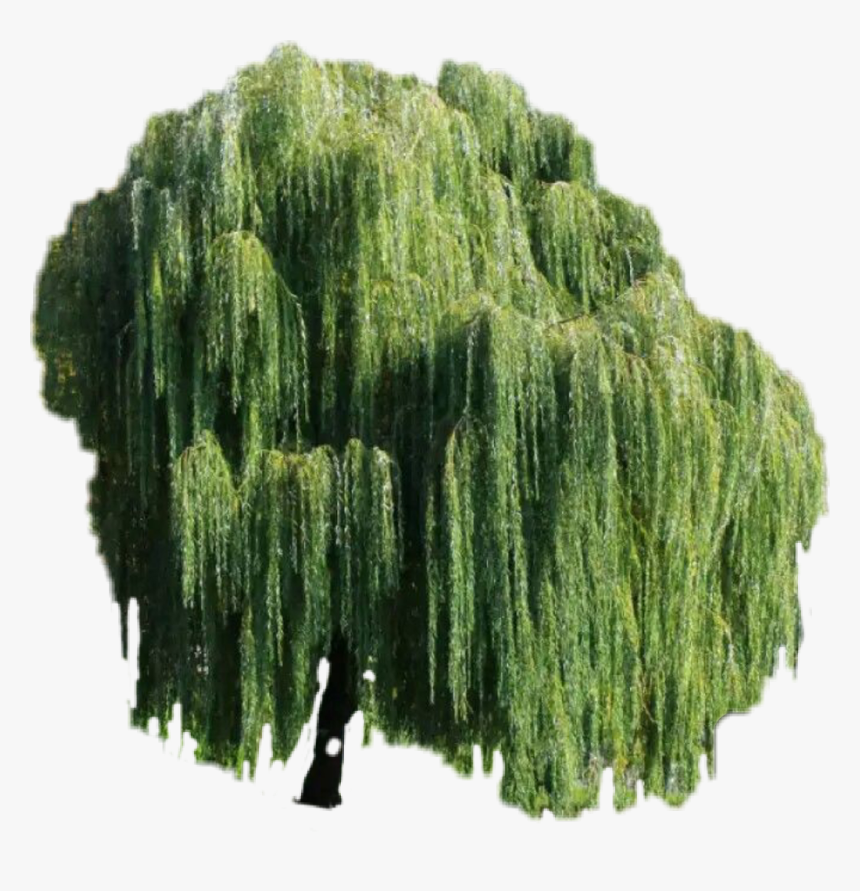 #weepingwillow #freetoedit #tree - Sol Pleureur, HD Png Download, Free Download