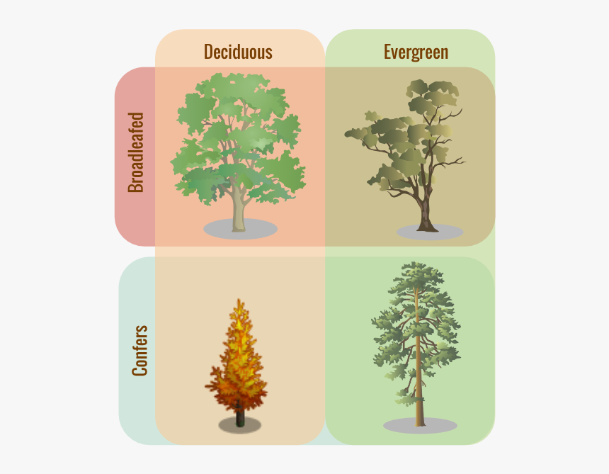 Evergreen Trees Vs Deciduous , Png Download - Evergreen Trees And Deciduous Trees, Transparent Png, Free Download