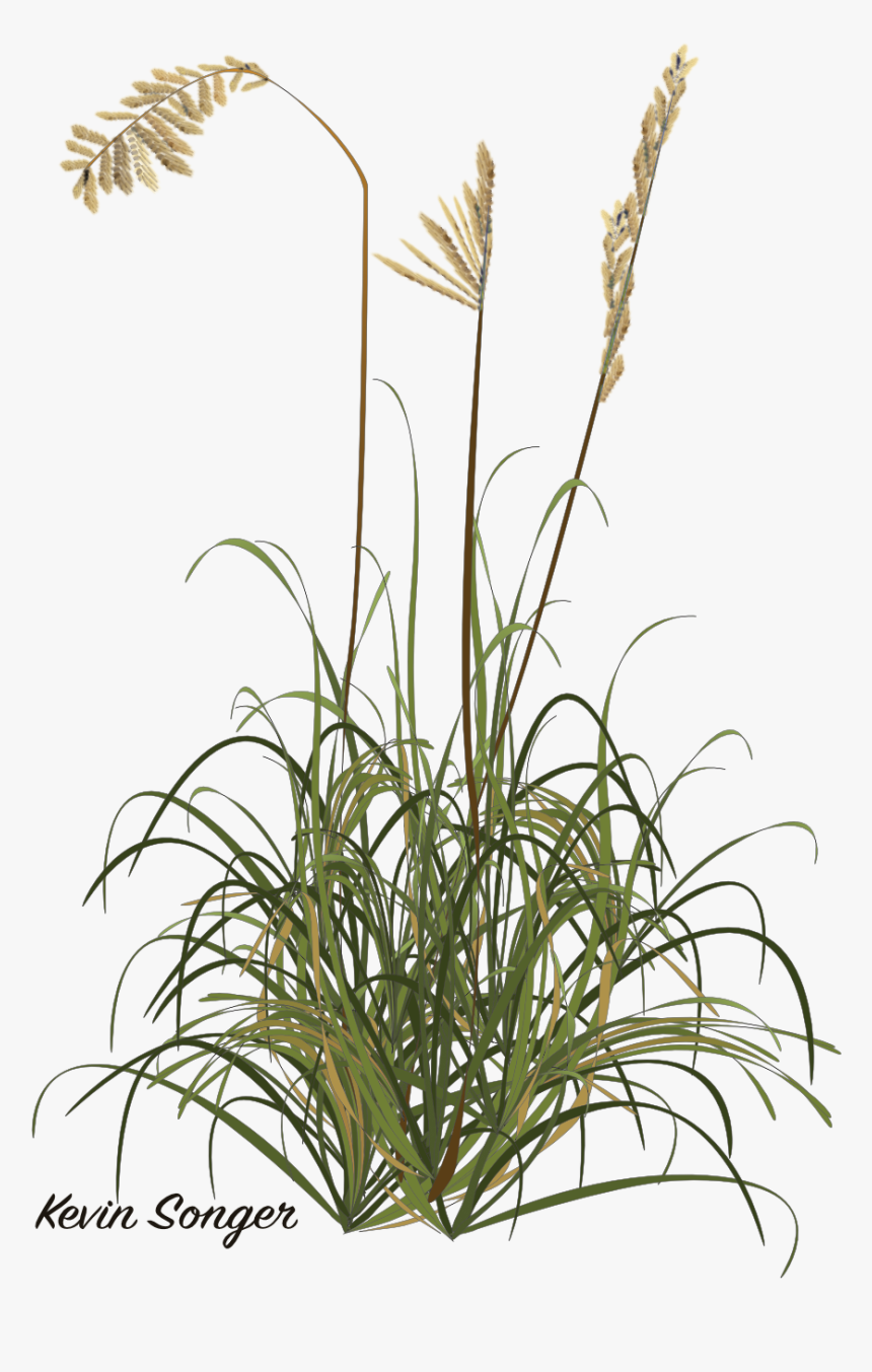 Phragmites, HD Png Download, Free Download