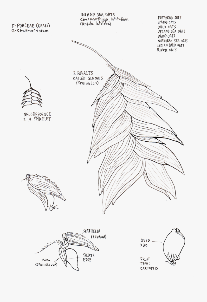 Inland Sea Oats - Sketch, HD Png Download, Free Download