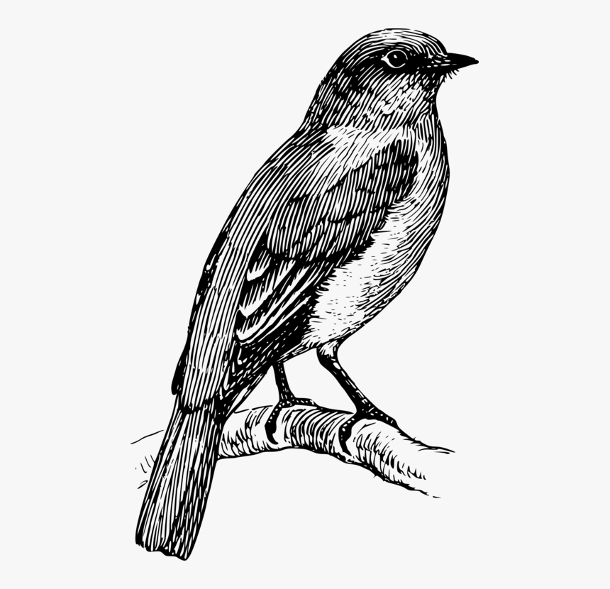 Art,house Finch,sparrow - Bluebird Clipart Black And White, HD Png Download, Free Download