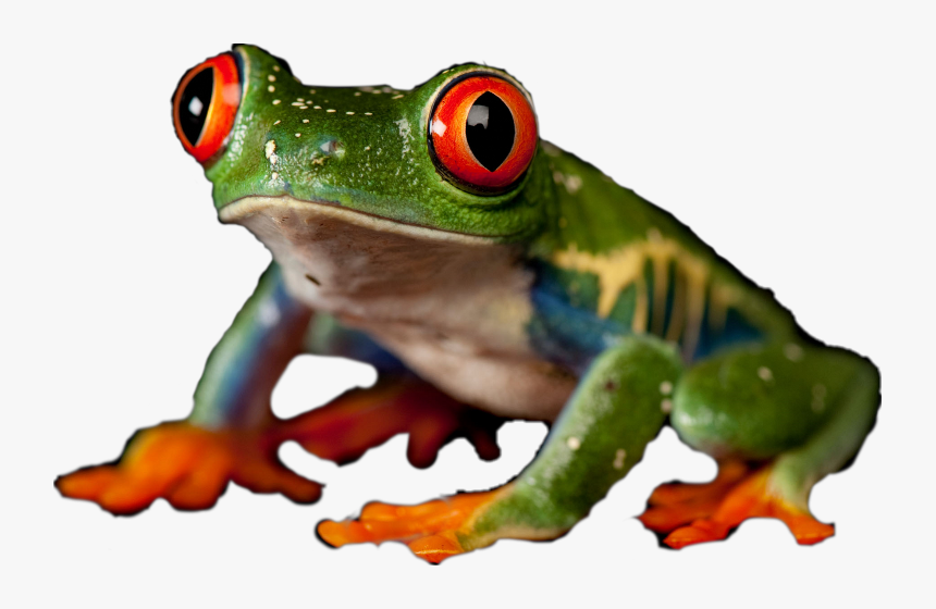 Red-eyed Tree Frog Clipart , Png Download - Red Eyed Tree Frog, Transparent Png, Free Download