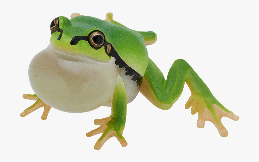 Green-eyed Tree Frog, HD Png Download, Free Download