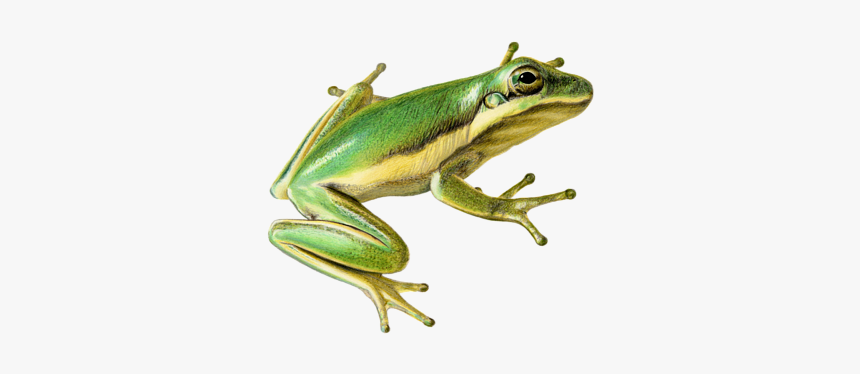 Tree Frog, HD Png Download, Free Download