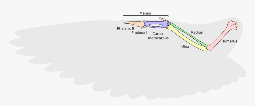 Diagram, HD Png Download, Free Download