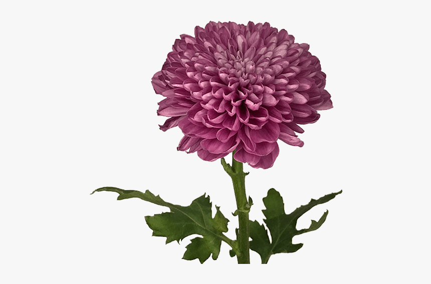 Dahlia, HD Png Download, Free Download