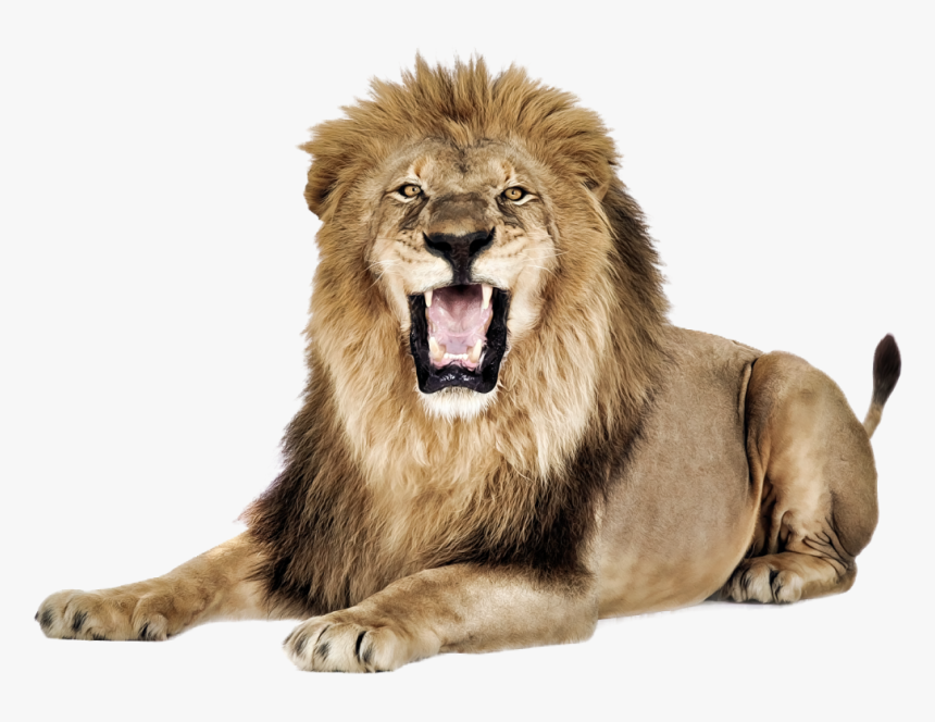 Lion Roaring Png Image - Lion Png, Transparent Png, Free Download