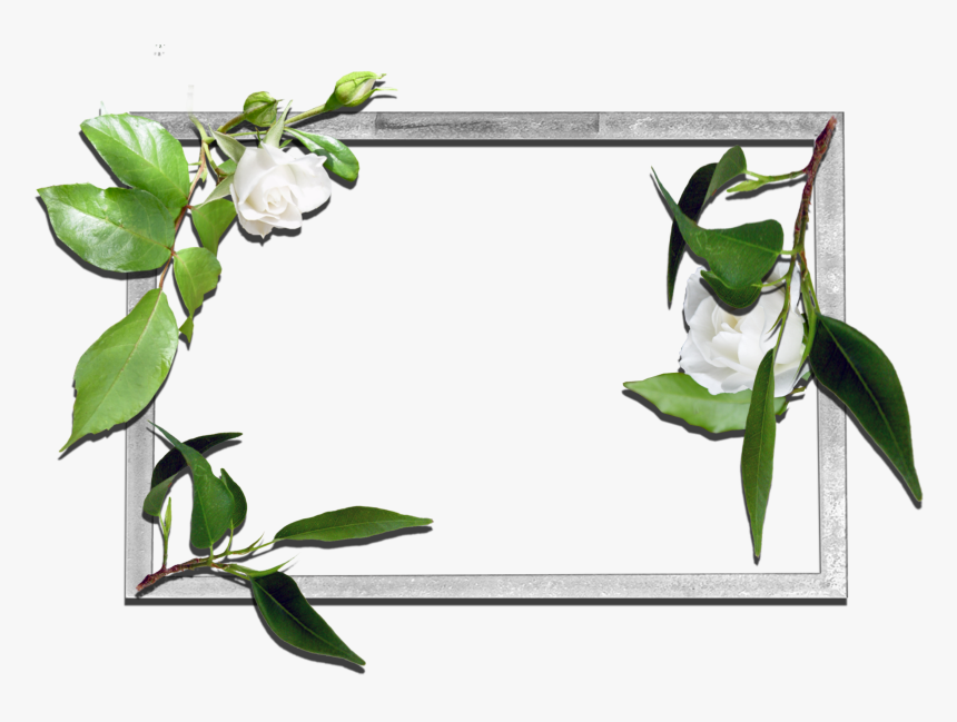 Frames Flowers Transparent Png Clipart , Png Download - Flower Frames, Png Download, Free Download