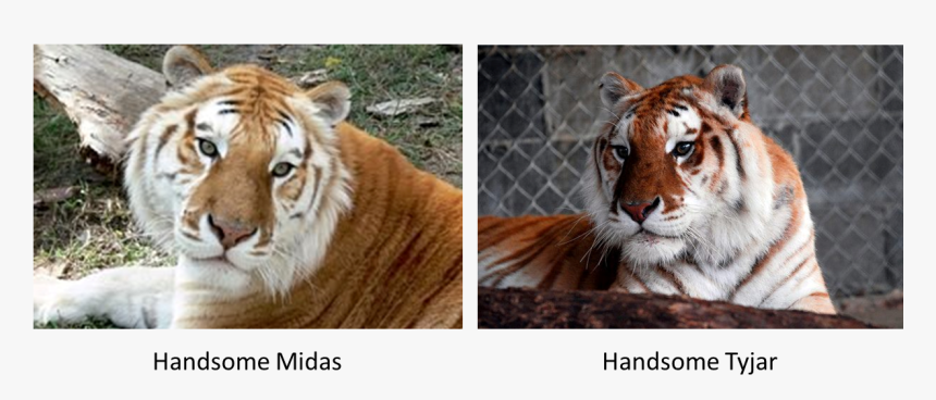 Transparent Roaring Tiger Png - Marcan Tiger Preserve Tigers Of India, Png Download, Free Download