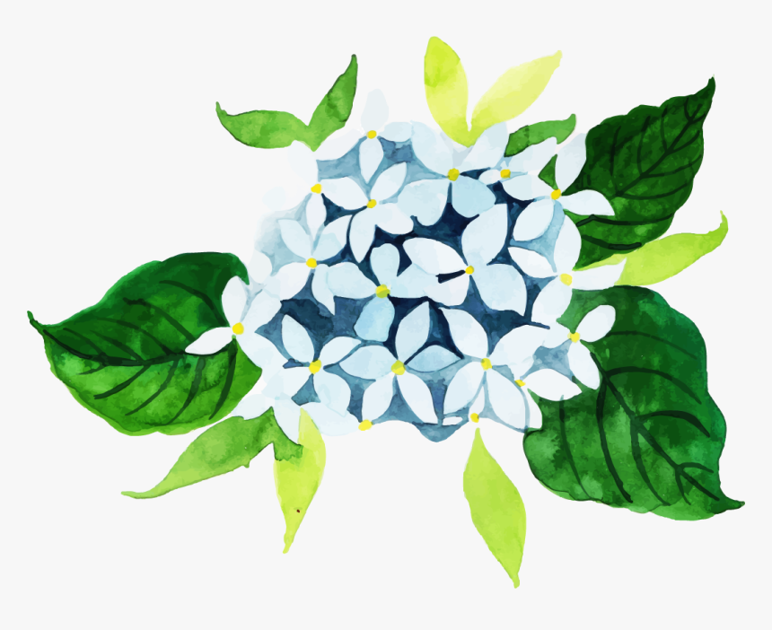 Jasmine, HD Png Download, Free Download