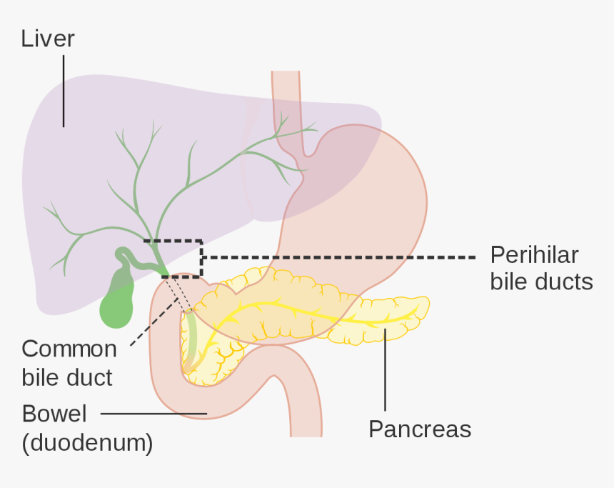 Cbd In Medical Term, HD Png Download, Free Download