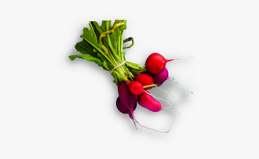 Radish, HD Png Download, Free Download