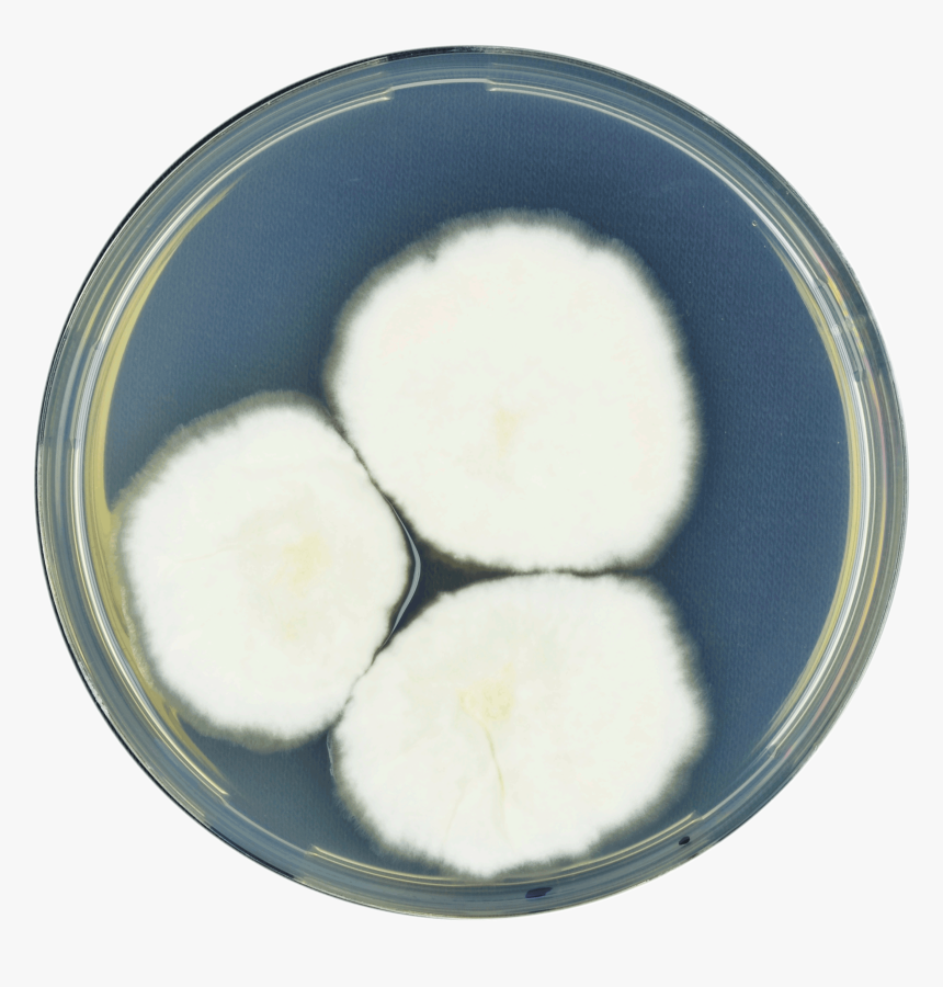 Aspergillus Latus Cya - Daikon, HD Png Download, Free Download