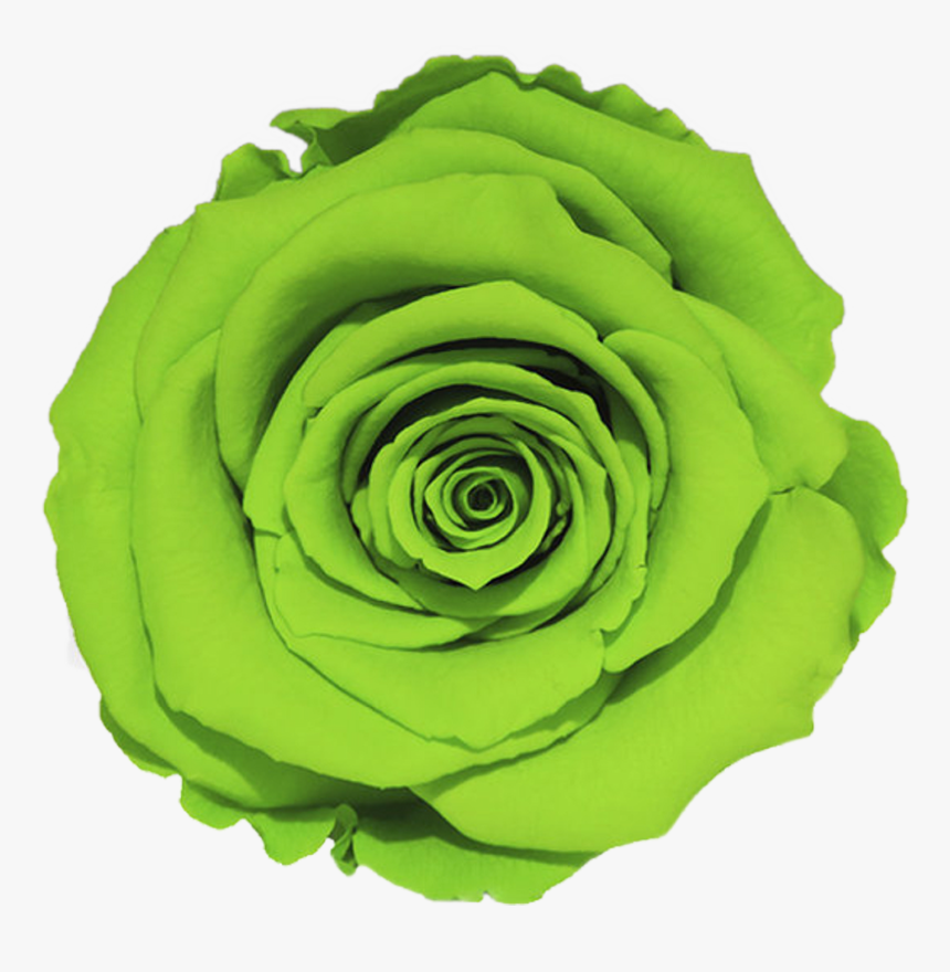 Single Green Roses, HD Png Download, Free Download