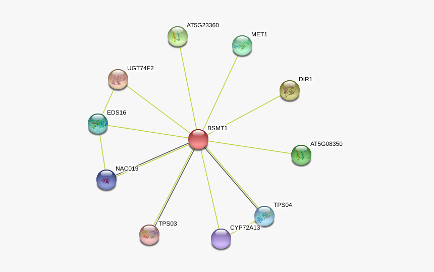 Bsmt1 Protein - Circle, HD Png Download, Free Download
