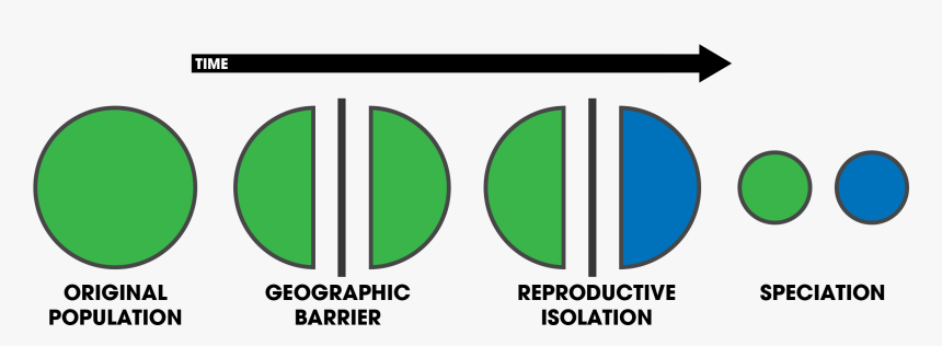 Allopatric Speciation - Diagram Of The Process Of Speciation, HD Png Download, Free Download