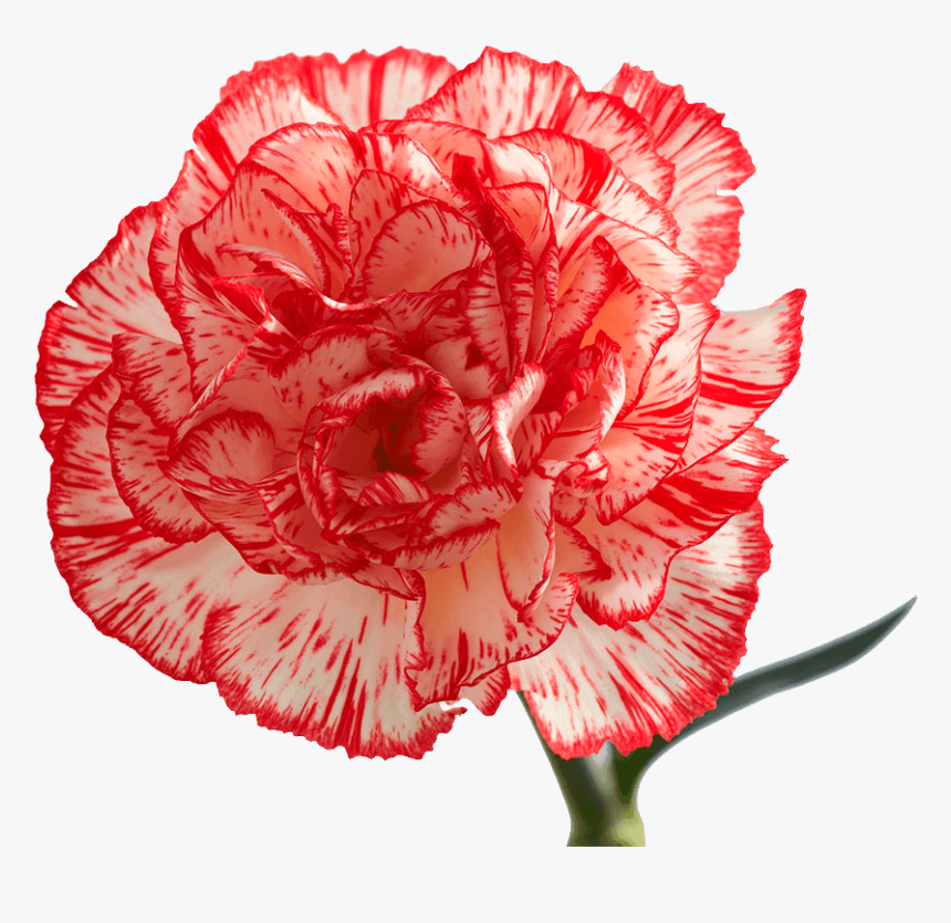 Peppermint Carnations, HD Png Download, Free Download