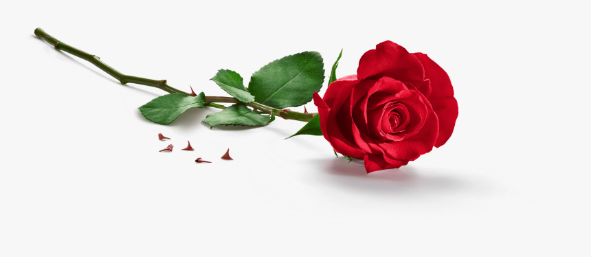 Garden Roses, HD Png Download, Free Download