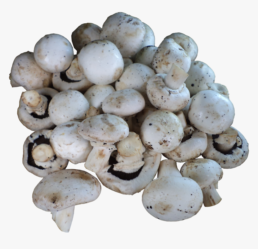 1) Mushrooms (button / Milky / Oyster / Shitake) - - Champignon Mushroom, HD Png Download, Free Download