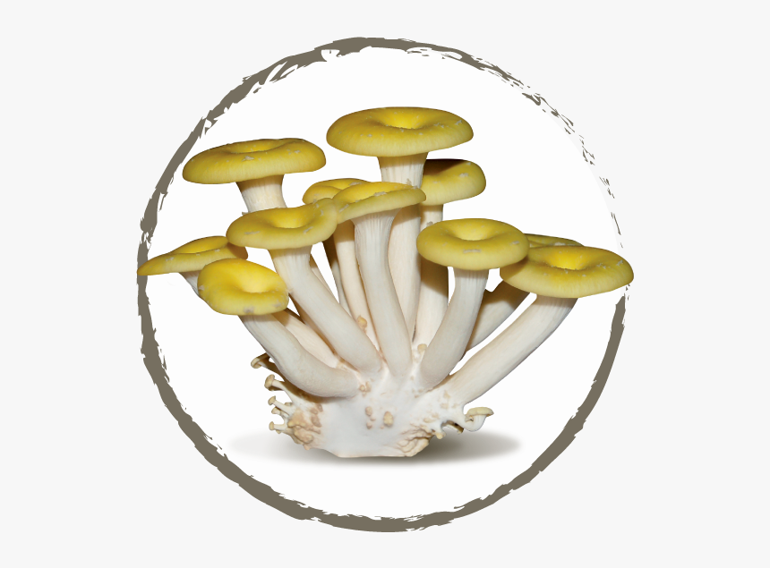 Cornucopiae - Pleurotus Eryngii, HD Png Download, Free Download