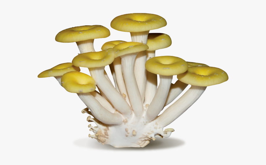 Pleurotus Eryngii, HD Png Download, Free Download