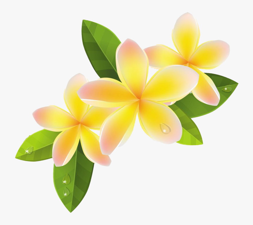Frangipani Png File - Frangipani Flowers Png, Transparent Png, Free Download