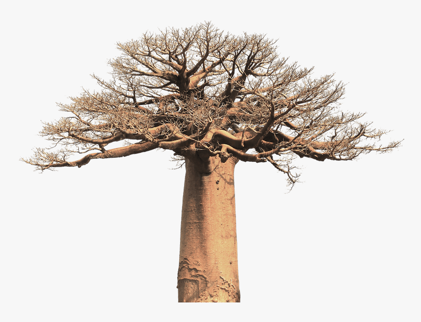 Baobab Tree - Baobab Tree Black And White, HD Png Download, Free Download