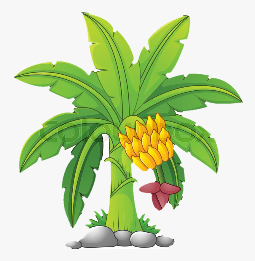 Banana - Banana Tree Plant Clipart, HD Png Download, Free Download