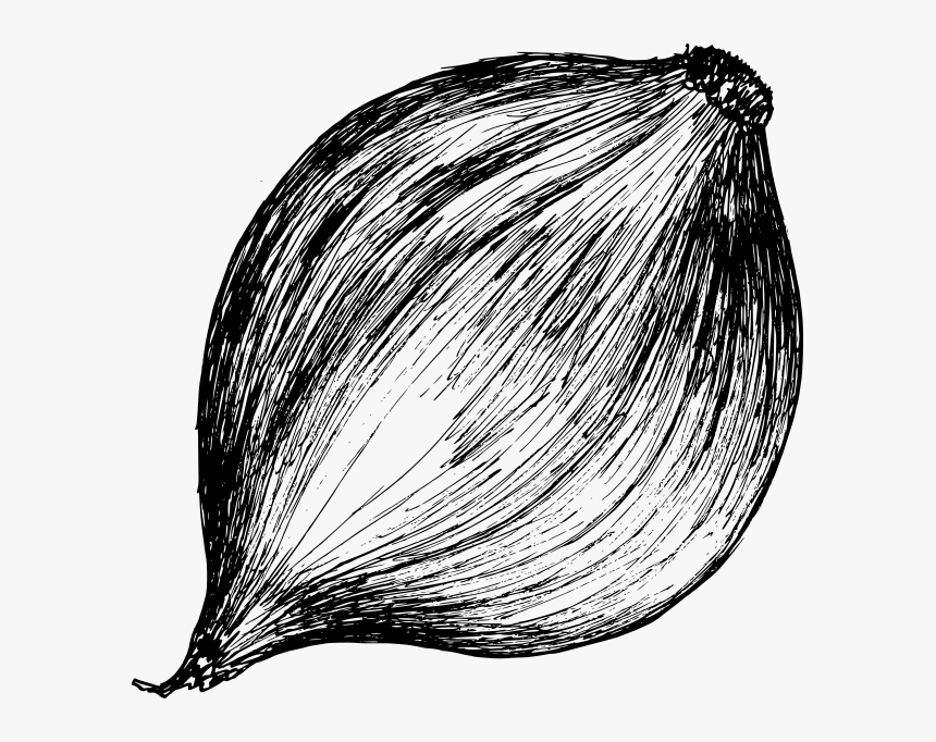 Onion Drawing 4 - Sketch, HD Png Download, Free Download