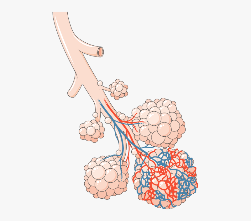 Poumon - Alveoli Transparent Background, HD Png Download, Free Download