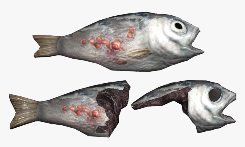 Nukapedia The Vault - Ray-finned Fish, HD Png Download, Free Download