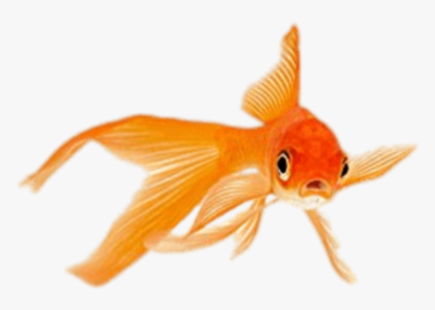 #goldenfish - Goldfish, HD Png Download, Free Download