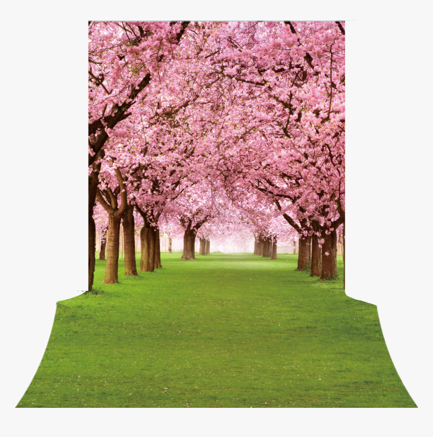 #flowers #trees #pink #walkway #landscape #nature #scenery - Natural Tree Photography Background, HD Png Download, Free Download