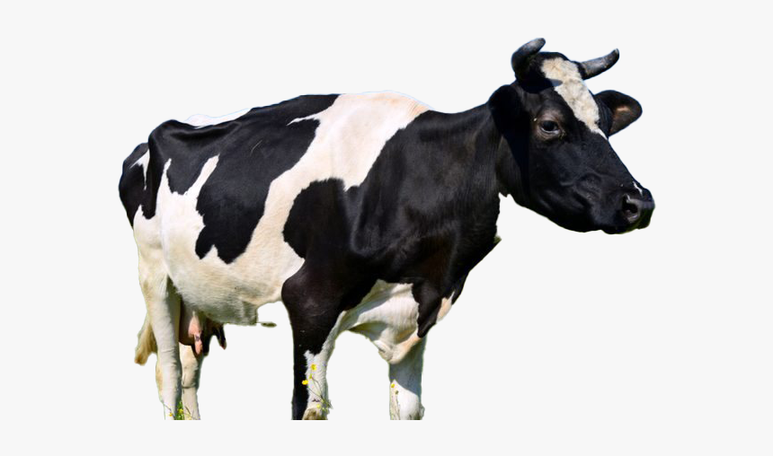 Cow Png Free Image - Vật Nuôi Trong Nhà, Transparent Png, Free Download