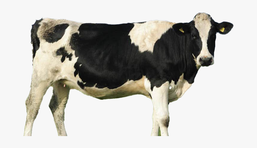 Cow Png File Download Free - Cattle, Transparent Png, Free Download