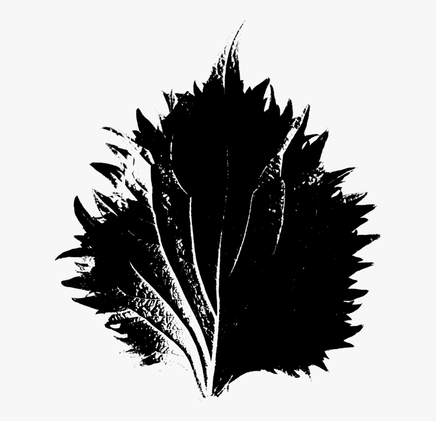 Plant,leaf,monochrome Photography - Illustration, HD Png Download, Free Download