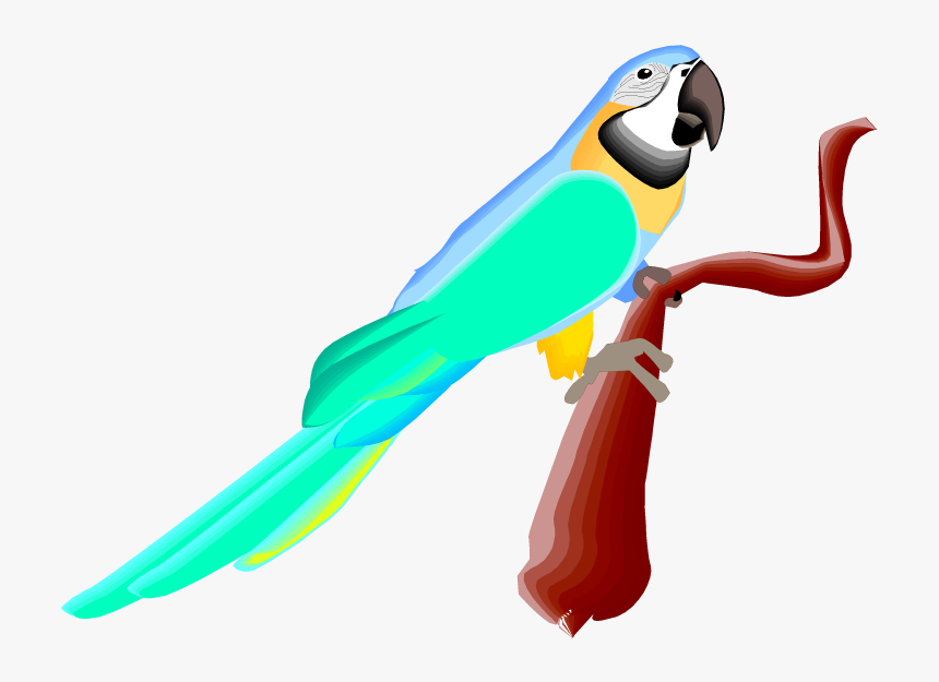 Macaw, HD Png Download, Free Download