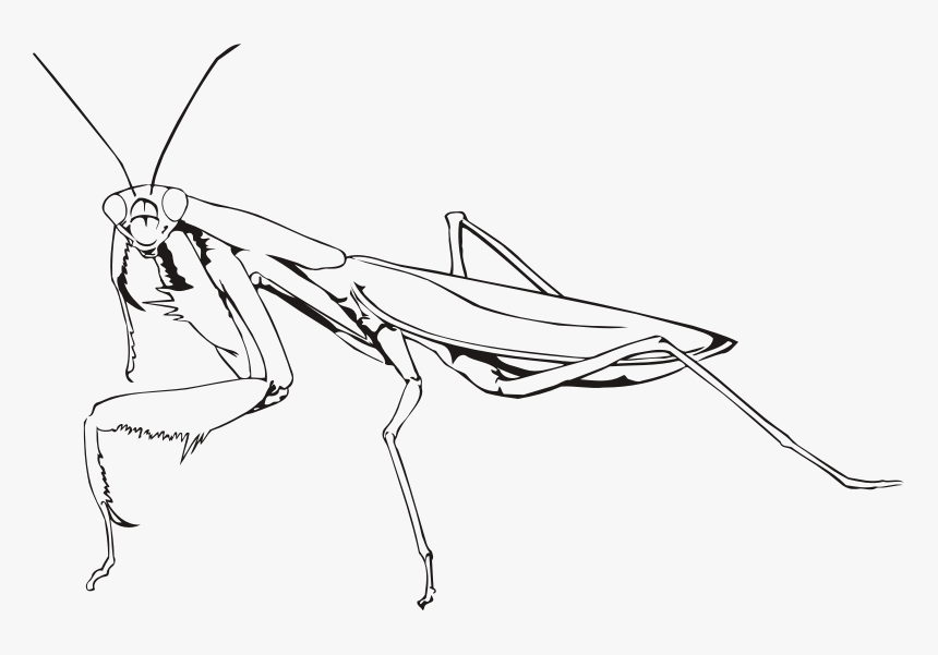 Praying Mantis - Praying Mantis Line Drawing, HD Png Download, Free Download