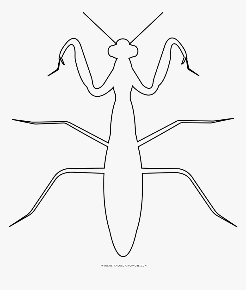 Praying Mantis Coloring Page - Grasshopper, HD Png Download, Free Download