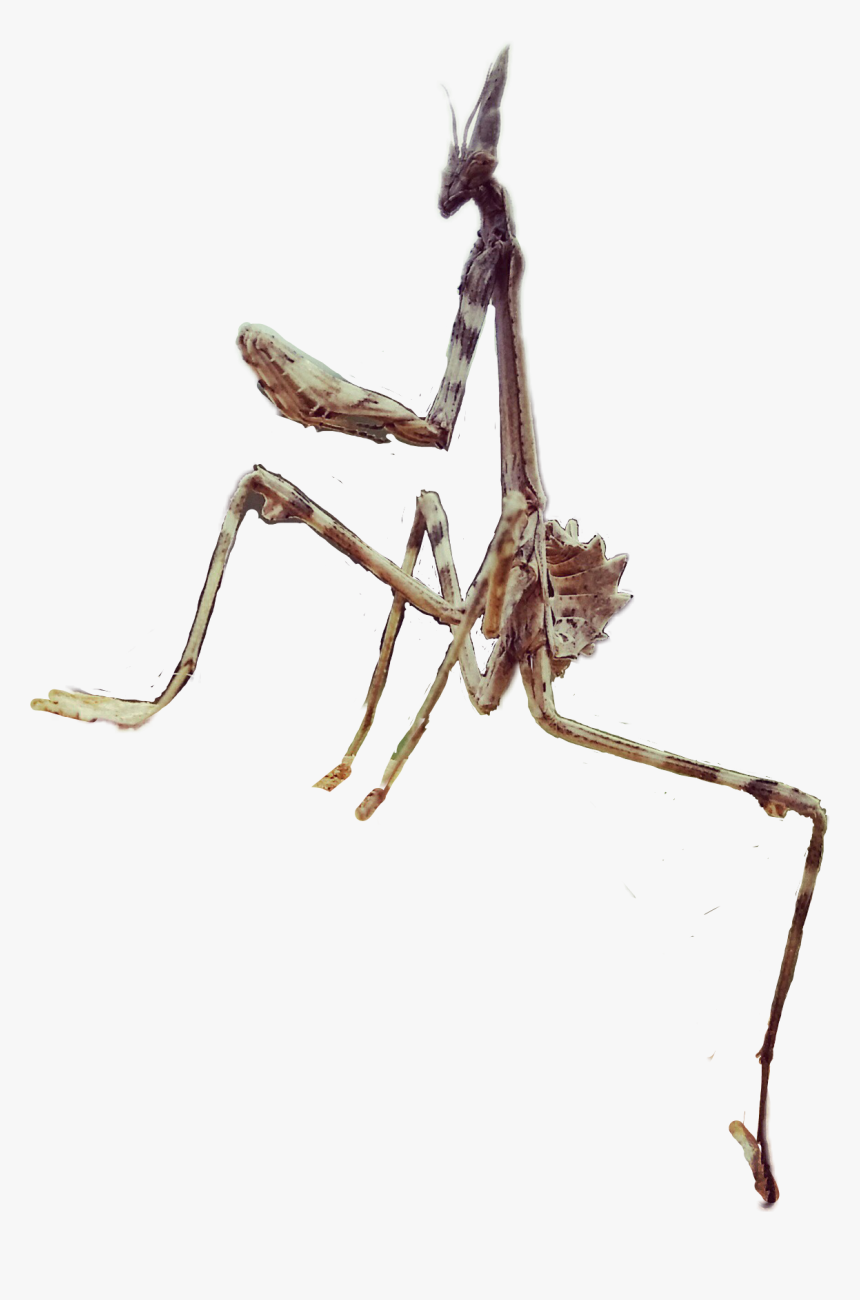 #bug#praying Mantis - Ant, HD Png Download, Free Download