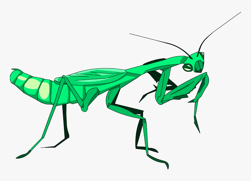 Mantidae, HD Png Download, Free Download