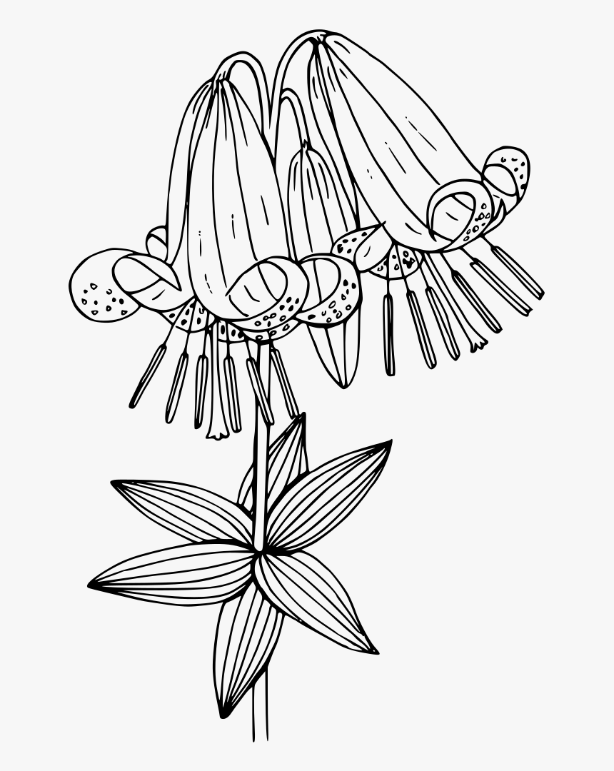 Oregon Lily - Illustration, HD Png Download, Free Download