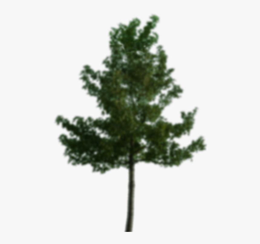 Pine Tree Images Hd, HD Png Download, Free Download